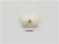 藏品(台灣的蛾(一))的圖片